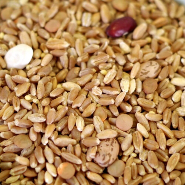 A close up image of a bowl of fava beans.