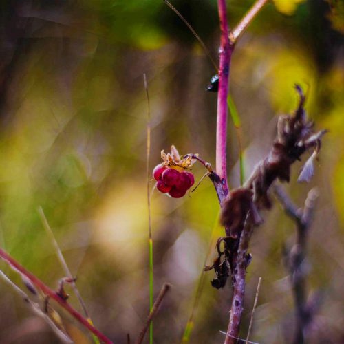 A red berry, suitable for emergency food storage, is growing on a branch in a field.